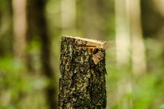 W Olsztynie wycięto ponad 1000 drzew i krzewów. Społecznicy zbierają podpisy pod petycją