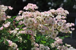 Róża August Deusser® VISvioli