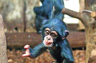 Szympans skońcyzł roczek