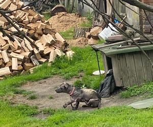 Studentka prawa nie pomogła psu