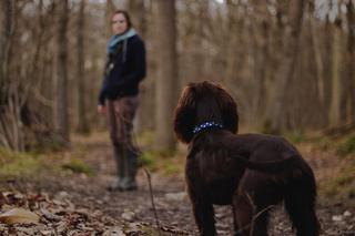 Koronawirus w Polsce: Czy osoba nieletnia może sama wyjść z psem na spacer?