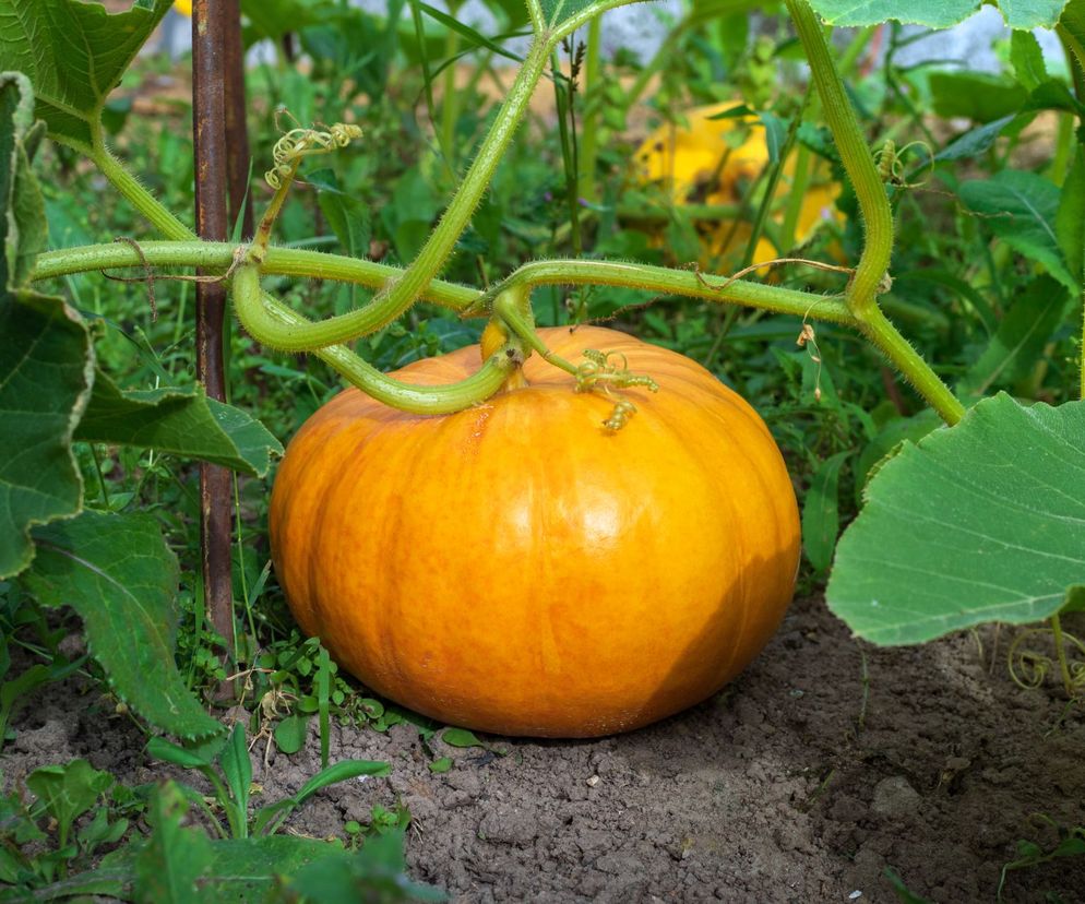 Dynia zwyczajna  - Cucurbita pepo