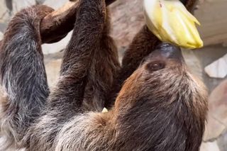 Leniwiec z ZOO Wrocław