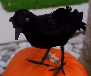 Małgorzata Rozenek-Majdan