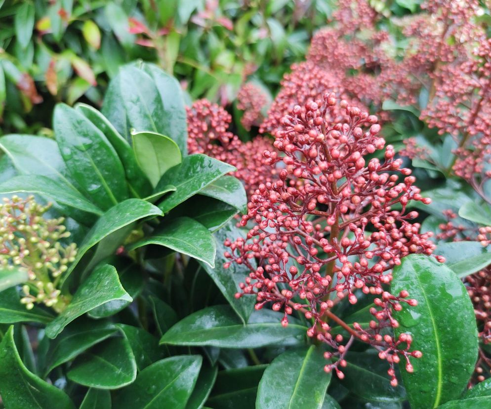 Skimia japońska 'Rubella'