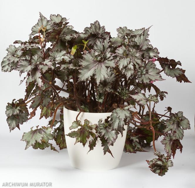 Begonia królewska