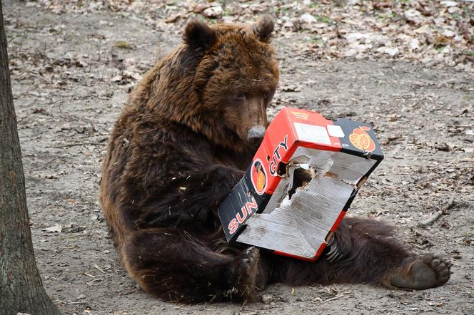 Tak „ćwiczy” niedźwiedź uratowany z kijowskiego ZOO