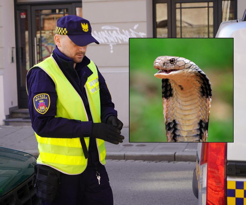 Lagun, dmuchany aligator, a teraz kobra. Kolejna pilna interwencja Straży Miejskiej w Krakowie