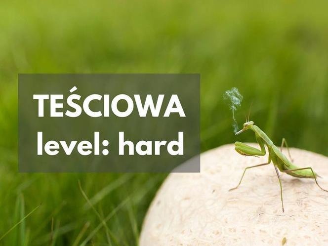 Dzień Teściowej 2021: MEMY. Najlepsze, śmieszne żarty i obrazki o teściowych [ZDJĘCIA]