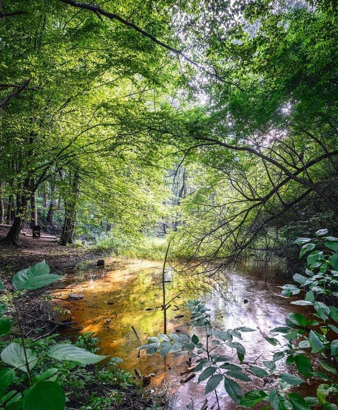 Park miejski Starachowice - po otwarciu i jesienią 2023 r.