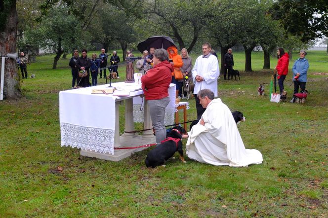 Z psem na mszę, czyli wyjątkowe nabożeństwo w Puławach. To są nasi mniejsi bracia