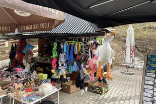 Nowy HIT na Krupówkach. Zakopane opanowała pewna... gęś