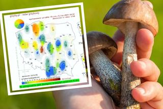 Wybierasz się na grzybobranie? Te grzyby warto zbierać w lipcu