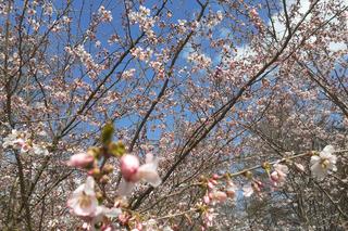 Łódzki Ogród Botaniczny obchodzi 50-lecie. To miejsce rozkwita i czeka na gości