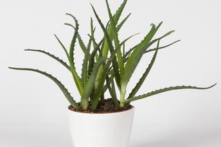Aloes zwyczajny - Aloe vera