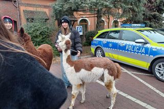 33. Finał WOŚP w Ostrzeszowie [FOTKI]