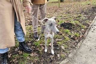 Chartoterapia dla WOŚP. Spacer charytatywny z pieskami po Parku Ludowym w Lublinie