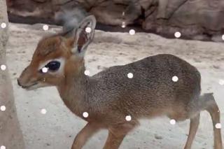 Najmniejsza antylopa świata urodziła się w zoo we Wrocławiu. Od razu skradła serca!