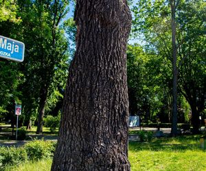 Pień dębu Wiktora, który pozostał po tym, jak drzewo runęło na ziemię w wyniku wichury