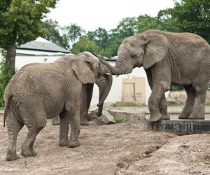 Warszawa Miejski Ogrod Zoologiczny