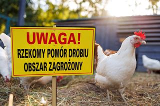 Ognisko groźnej choroby wirusowej potwierdzone w Tarnowie. Tysiące zakażonych zwierząt