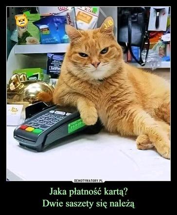 Koty opanowały internet! Memy z mruczkami bawią do łez [TOP 45]
