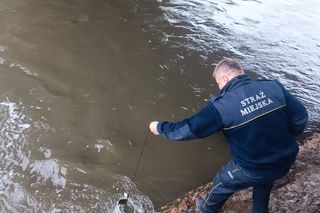 Śnięte ryby wyołowiono z Gostyni