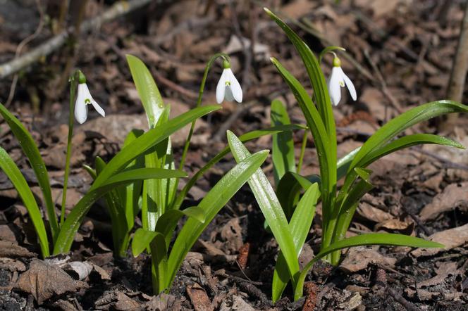 Śnieżyczka Elwesa - Galanthus elwesii