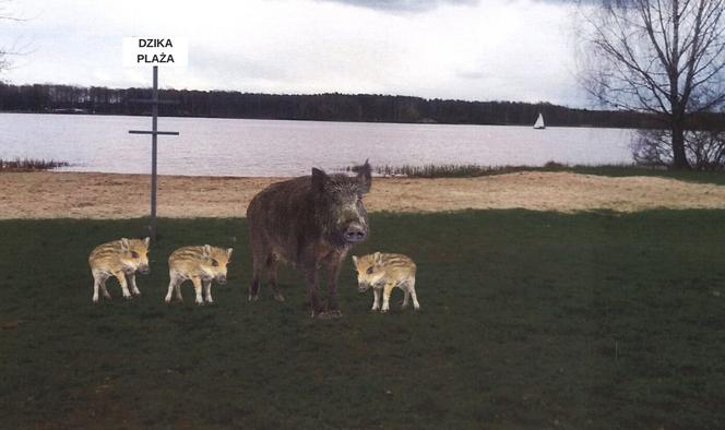 Wizualizacja Dzików na Dzikiej Plaży 