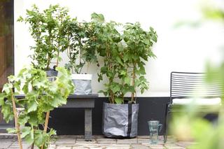 Rośliny na balkon i taras