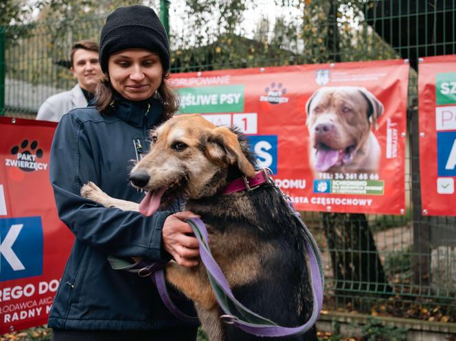 Włochaci kandydaci na banerach wyborczych. Psy i koty z częstochowskiego schroniska liczą na nowy dom 