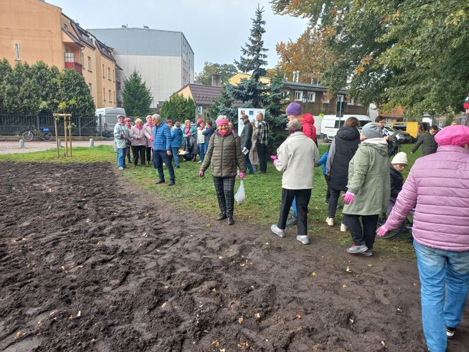 Posadzili żonkile w Lesznie. Dziś Europejski Dzień Walki z Rakiem Piersi