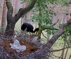 Bocian czarny wyrzucił z gniazda dwa pisklaki