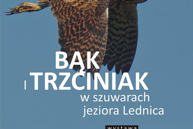 Bąk i trzciniak w szuwarach jeziora Lednica 
