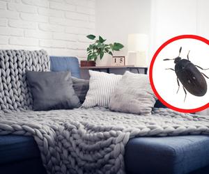 Ten insekt coraz częściej odwiedza nasze domy. Potrafi być prawdziwym utrapieniem