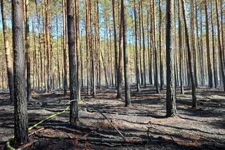 Pożar w Borach Tucholskich. Park Narodowy ostrzega! Występuje duże zadymienie