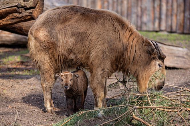 We wrocławskim zoo urodziła się samiczka takina złotego