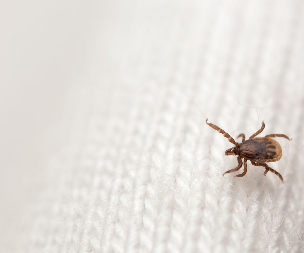 Nimfa kleszcza jest nieco większa od larwy. Ma półtora milimetra.