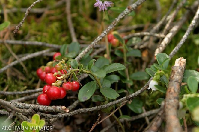 Borówka brusznica - Vaccinium vitis-idaea