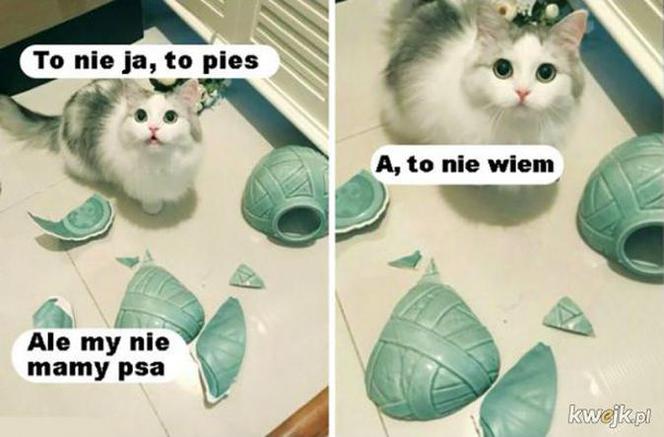 Dzień Psa 2026. Te memy pisało samo życie!