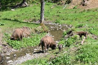 Największe atrakcje Podkarpacia. Te miejsca warto odwiedzić!