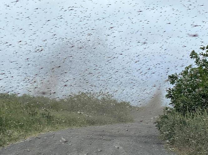 Szok! Tornado z komarów. Inwazja jakiej jeszcze nie było