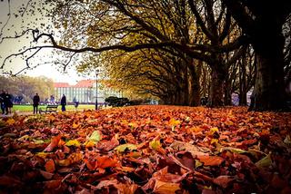 Szczecin liśćmi zasypany [ZDJĘCIE DNIA]