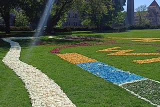 Dywany z kwiatów w Poznaniu