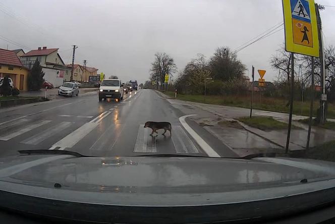 Image result for pies na przejÅciu dla pieszych