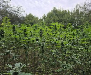Prawie 40 kilogramów narkotyków i dwie duże plantacje. Dwaj zatrzymani w Starachowicach i gminie Brody