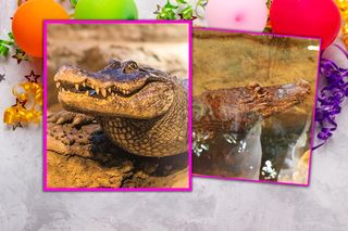 Marta świętuje 95. urodziny. Seniorka jest gwiazdą ogrodów zoologicznych