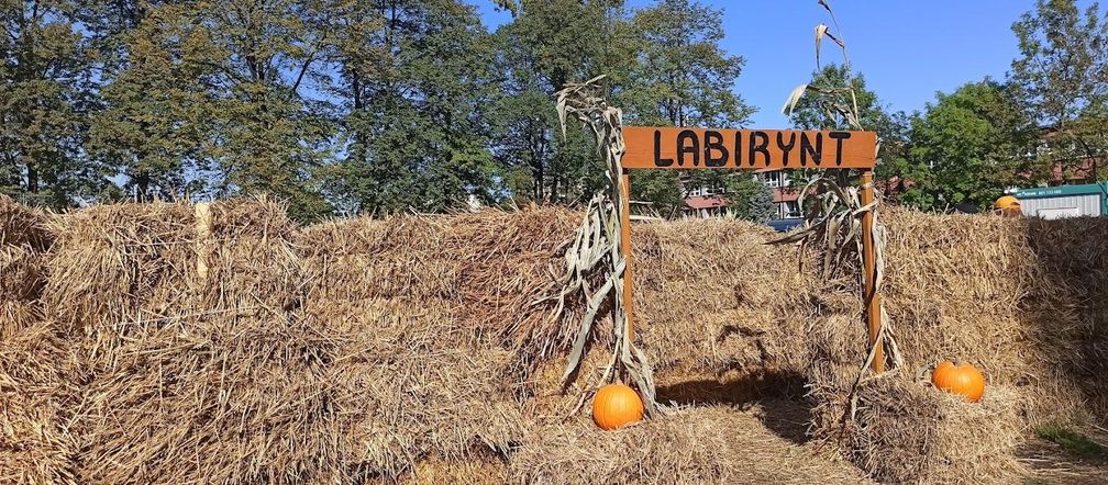 Farma dyniowa wraca na mapę Rudy Śląskiej