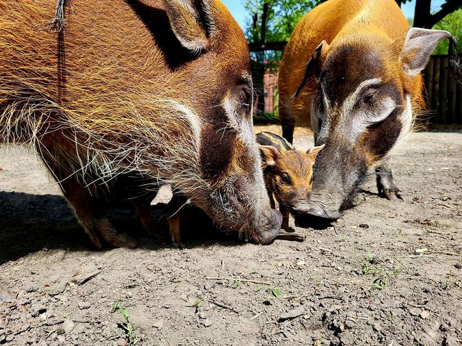 W śląskim ZOO na świat przyszły trzy świnie rzeczne