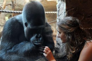 Warszawskie ZOO. Goryl M’Tonge Mutek